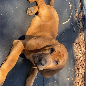 Meet your Posher, Lilly